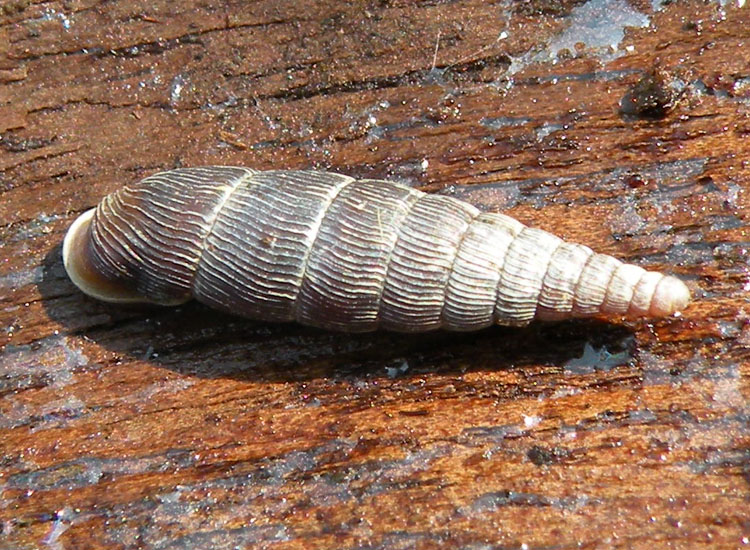 Charpentieria (Itala) stenzii ?